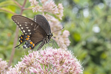 Spicebush swallowtail butterfly feeding from milkweed flowers - Papilio troilus