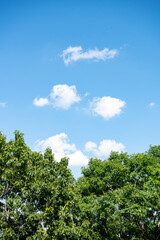 green trees and blue sky
