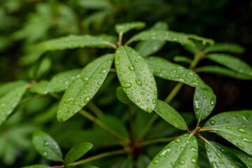 Fototapeta na wymiar green leaf with water drops