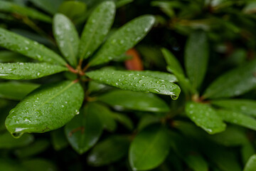 Fototapeta na wymiar rain drops on rhododendron