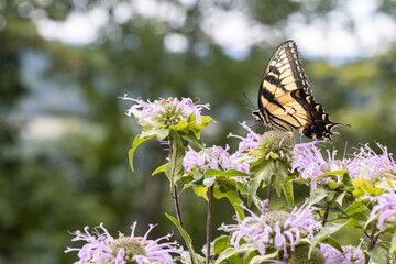 Eastern tiger swallowtail butterfly feeding in a field of purple wildflowers - Papilio glaucus
