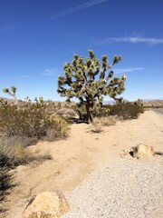 Joshua Tree National Park
