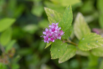 Purple flowers blooming outdoors Golden Mountain Spiraea，Spiraea japonica Gold Mound