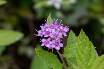 Purple flowers blooming outdoors Golden Mountain Spiraea，Spiraea japonica Gold Mound