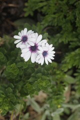 white flowers in the garden, purple 