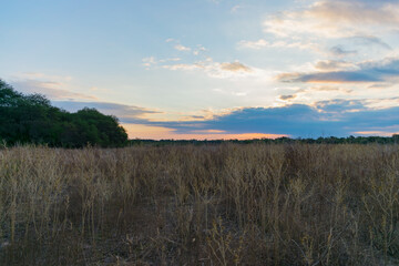 atardecer en el campo con la hierba seca por las heladas