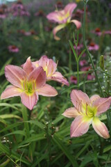 pink lily in the garden