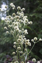 close up of a flower, white, 