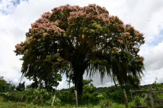 itabuna, bahia / brazil - november 22, 2011: tree and its flowers are seen in the city of Itabuna, southern Bahia.