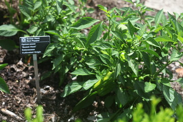 vegetable garden in the garden