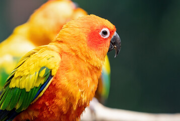 Close up Sun Conure Parrot Perched on Branch Isolated on Background
