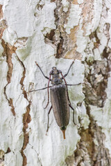 Insect longhorn beetle on white bark，Cerambycidae