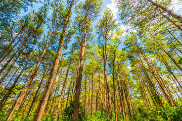 Under the shade of trees.8