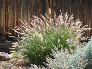 pennisetum orientale, ornamental grass in full bloom in a garden, green foliage with pink and white flowers, xeriscape