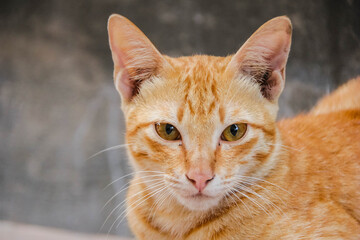 cute and sweet orange cat expressions