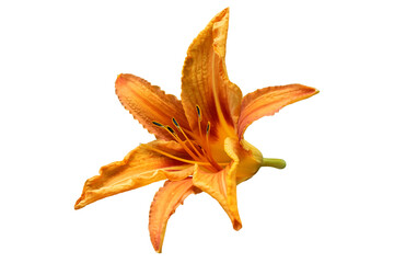 Fototapeta premium photo orange Lily on a white background