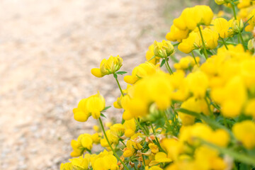 Obraz premium yellow wild flowers near the road