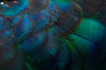 Obraz premium Close-up of the peacock feathers, colorful details and beautiful peacock feathers.Macro photograph.