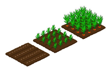 Stages of carrot growth from seed to ripeness. Isometry. Isolated beds on a white background. Vector illustration.