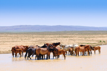 Herd of horses, escapes from the heat.