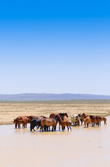 Fototapeta na wymiar Herd of horses, escapes from the heat.