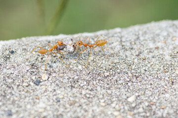 Find food Red ants on the ground