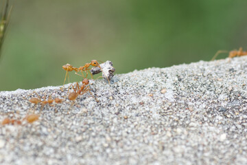 Find food Red ants on the ground