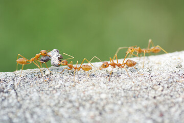Find food Red ants on the ground