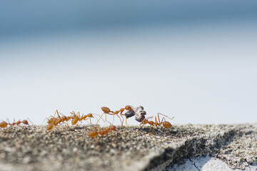 Find food Red ants on the ground