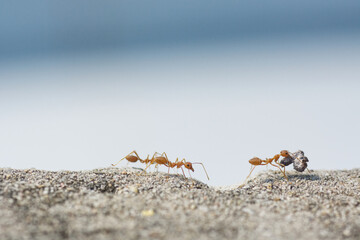 Find food Red ants on the ground