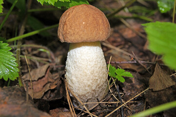 mushrooms in the forest