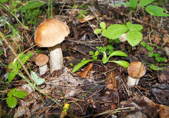 mushrooms in the forest