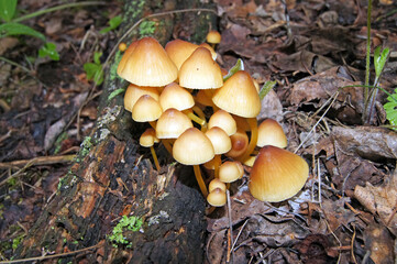 mushrooms in the forest