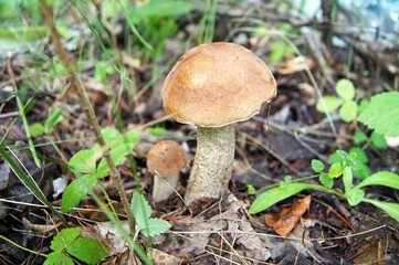 mushrooms in the forest