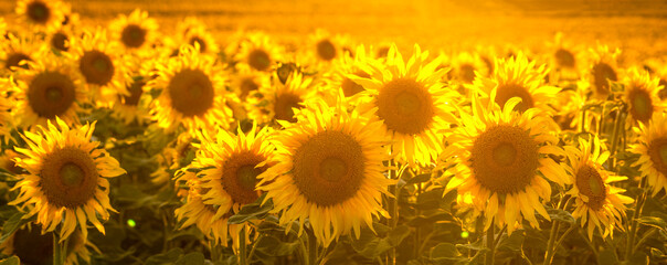Sunflower field bathed in golden light of the setting sun - panorama