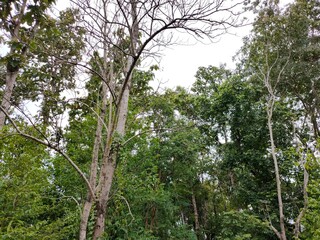 tree in the forest