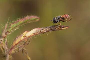 Macro image of insect resting on dried leaf