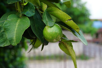 Green lime or green lemon on the tree blurred background.