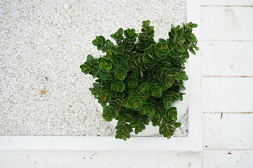 Green flowers on a white background.