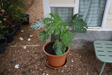 Monstera placed next to the wall of the house.