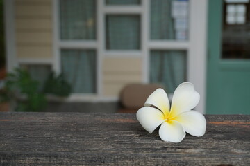 Plumera flowers or Frangipani on wooden table.