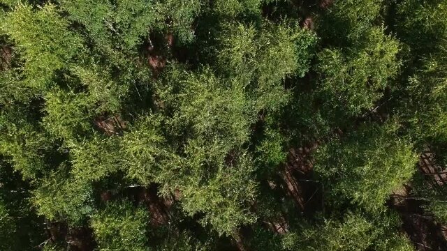 View from the height of the mixed forest in the spring General plan. Birch and pine trees with a height of Russia