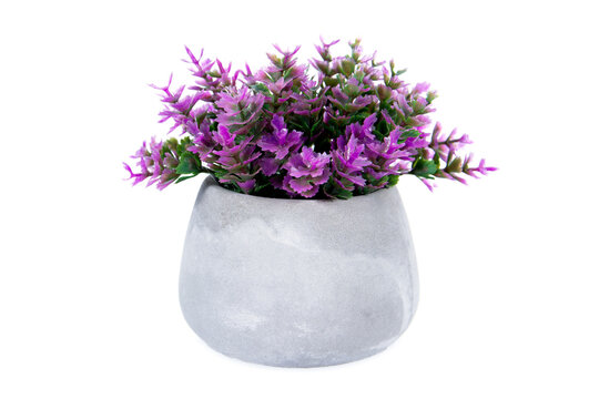 Purple artifial flowers in clay flowerpot isolated on white background. Small purple flower with leaves in stone flower pot isolated