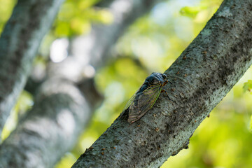 Close up of Cryptotympana facialis (Cicada).