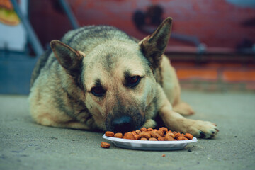 Dog chewing food on street. Obedient dog lying on asphalt ground and eating food from plate on city...