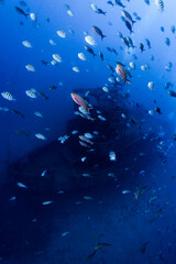 Fototapeta premium Shipwreck Park of Pernambuco - Brazil