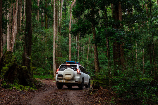 Off Road Vehicle In Rainforest