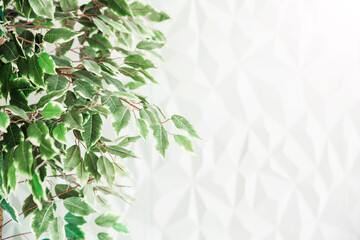 A tree with green small leaves against a white wall