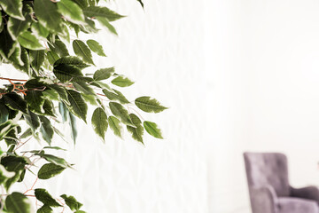A tree with green small leaves stands against a white wall in the interior of the living room