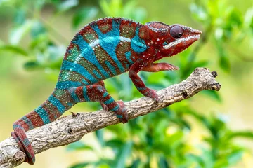 Tuinposter Adult male Ambilobe Panther Chameleon (Furcifer pardalis) © vaclav